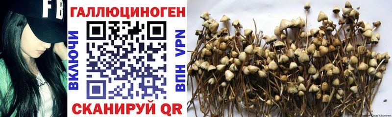 Псилоцибиновые грибы Psilocybe Астрахань